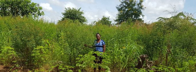 RLC research in Northern Uganda by Dorothy Birungi